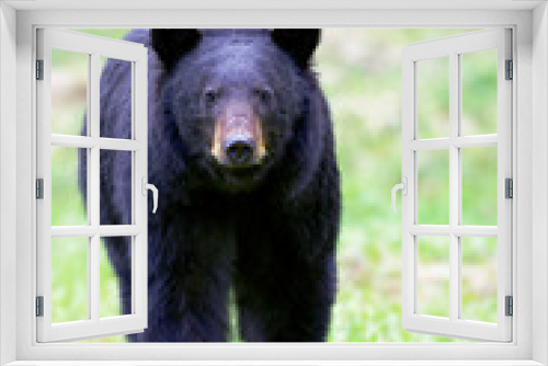 Fototapeta Naklejka Na Ścianę Okno 3D - Black Bear walking in meadow towards viewer.