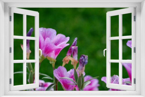 Fototapeta Naklejka Na Ścianę Okno 3D - Mirabilis jalapa hermosa flor rosa