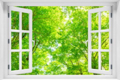 Fototapeta Naklejka Na Ścianę Okno 3D -  Looking up into the Canopy of a Beech Tree Forest