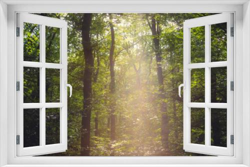 Fototapeta Naklejka Na Ścianę Okno 3D - German forest Eifel