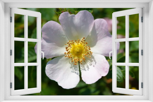 Fototapeta Naklejka Na Ścianę Okno 3D - rosehip flower