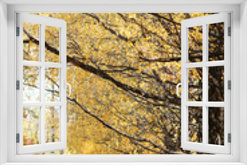 Fototapeta Naklejka Na Ścianę Okno 3D - view of the park avenue of autumn birches with yellow leaves