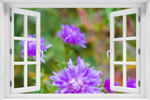 Fototapeta Naklejka Na Ścianę Okno 3D - Garden bright beautiful purple flowers grow in autumn