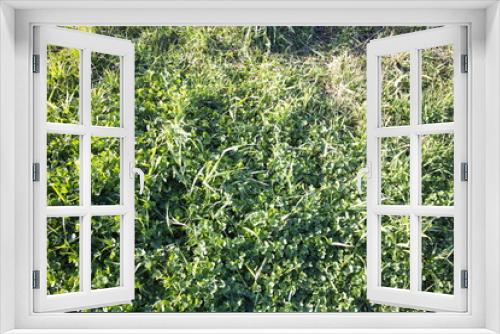 Fototapeta Naklejka Na Ścianę Okno 3D - Green grass close-up on a sunny day