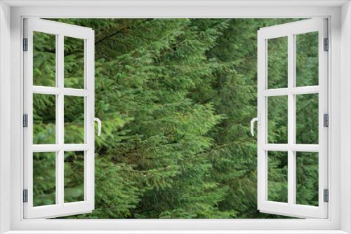 Fototapeta Naklejka Na Ścianę Okno 3D - green forest firs