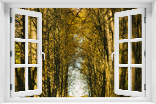 Fototapeta Naklejka Na Ścianę Okno 3D - Autumn Avenue of trees in the Park or in the woods