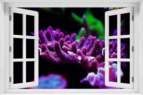 Fototapeta Naklejka Na Ścianę Okno 3D - Acropora SPS coral - One of the most beautiful living decoration for saltwater reef aquariums