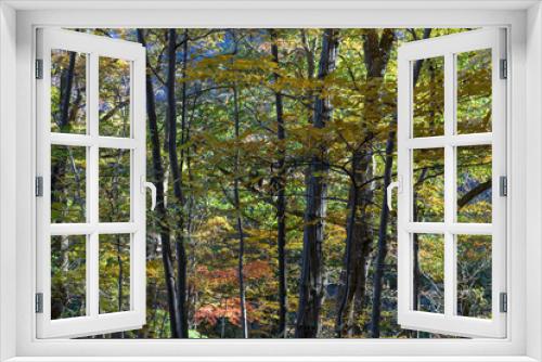 Fototapeta Naklejka Na Ścianę Okno 3D - 妙義山の森の紅葉