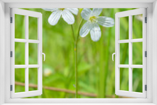 Fototapeta Naklejka Na Ścianę Okno 3D - Small white flower (Cerastium pauciflorum) 6