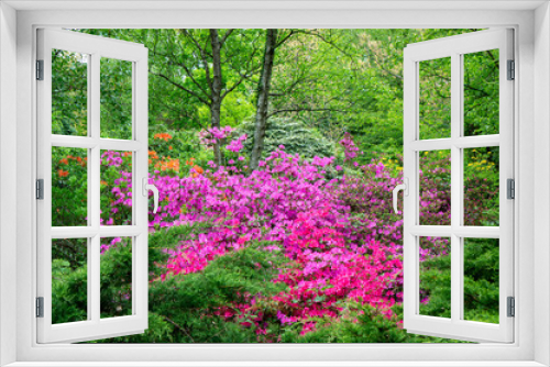 Fototapeta Naklejka Na Ścianę Okno 3D - Rododendrons blossom in an hungaian Country garden in Jeli arboretum botanical garden
