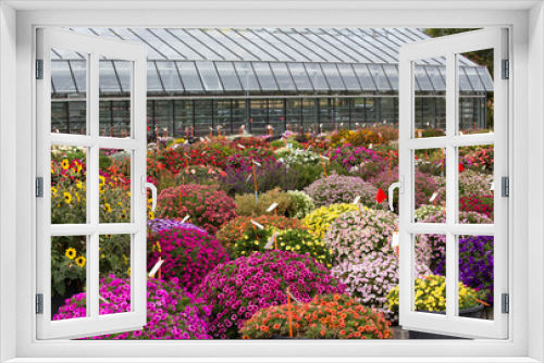 Fototapeta Naklejka Na Ścianę Okno 3D - Chrysanthemums in nursery garden