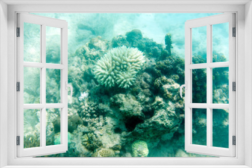 Fototapeta Naklejka Na Ścianę Okno 3D - white and endangered corals