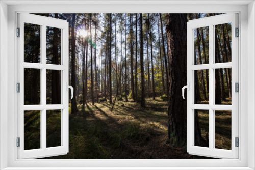 Fototapeta Naklejka Na Ścianę Okno 3D - Wald mit Sonne