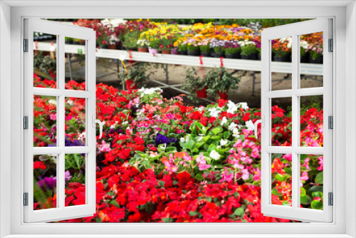 Fototapeta Naklejka Na Ścianę Okno 3D - View of different bloomy flowers begonia growing in greenhouse