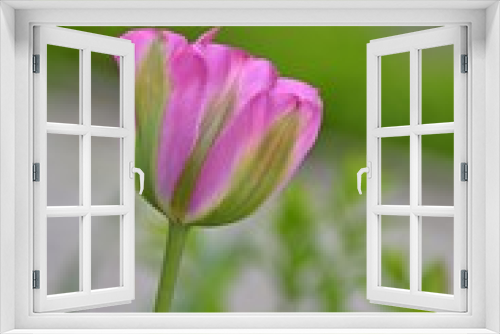Fototapeta Naklejka Na Ścianę Okno 3D - beautiful pink tulips 