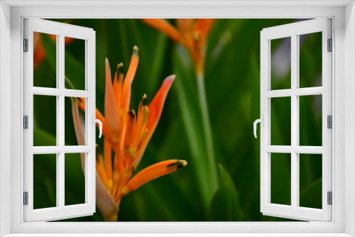 Fototapeta Naklejka Na Ścianę Okno 3D - flor de jardín naranja fondo verde desenfocado