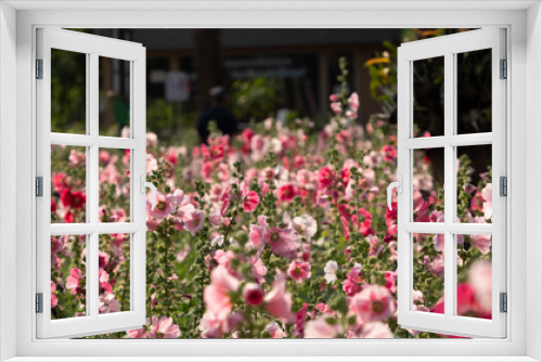 Fototapeta Naklejka Na Ścianę Okno 3D - Group of Pink Hollyhock Flowers, Selective Focus