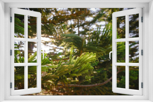 Fototapeta Naklejka Na Ścianę Okno 3D - Green prickly branches of a fur-tree