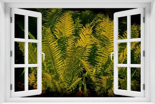 Fototapeta Naklejka Na Ścianę Okno 3D - grüner Farn