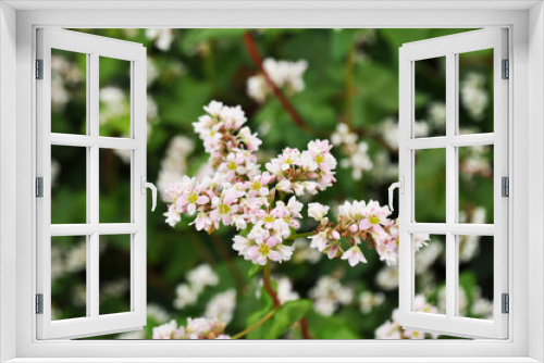 Fototapeta Naklejka Na Ścianę Okno 3D - Buckwheat blossoms in the field, background image, close up
