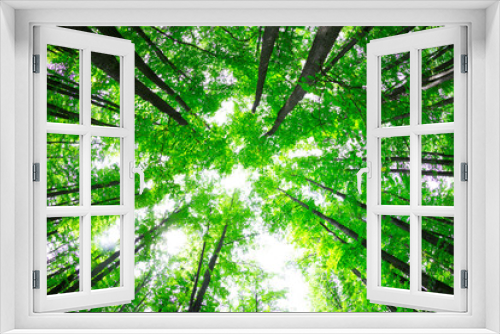 Fototapeta Naklejka Na Ścianę Okno 3D - View on top of trees