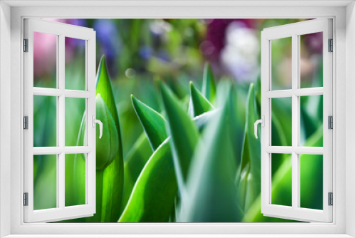 Fototapeta Naklejka Na Ścianę Okno 3D - Green leaves of tulips with blured bokeh in start of spring. Green background.
