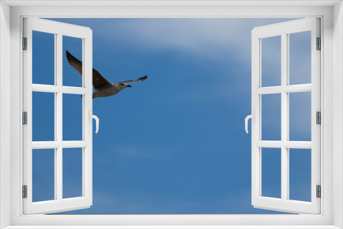 Fototapeta Naklejka Na Ścianę Okno 3D - Gaviota volando con cielo azul y nubes