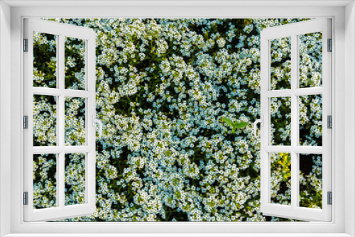 Fototapeta Naklejka Na Ścianę Okno 3D - Small white flowers and green leaves garden top view