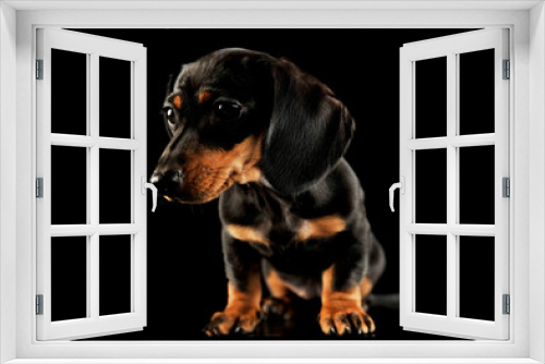 Fototapeta Naklejka Na Ścianę Okno 3D - Studio shot of an adorable Dachshund puppy