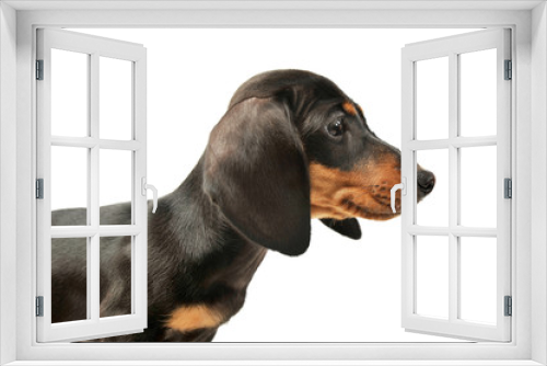 Fototapeta Naklejka Na Ścianę Okno 3D - Portrait of and adorable Dachshund puppy
