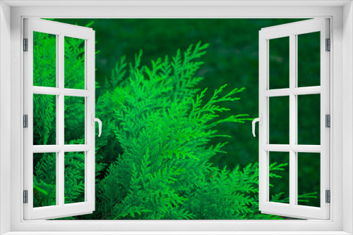 Fototapeta Naklejka Na Ścianę Okno 3D - Branch of green thuja background. Green thuja leaf texture. Nature background texture