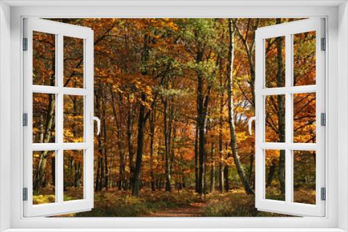 Fototapeta Naklejka Na Ścianę Okno 3D - Herbstwald