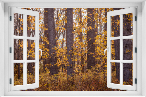 Fototapeta Naklejka Na Ścianę Okno 3D - Cottonwood Forest in October