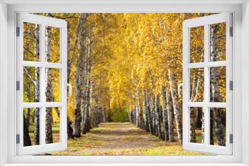 Fototapeta Naklejka Na Ścianę Okno 3D - Alley in the park with bright yellow golden leaves of birch trees. Fall season. Sunny Autumn Background.