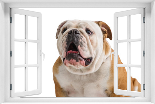 Fototapeta Naklejka Na Ścianę Okno 3D - english bulldog portrait on white background