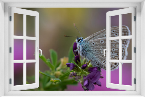 Fototapeta Naklejka Na Ścianę Okno 3D - Butterfly on a colorful background