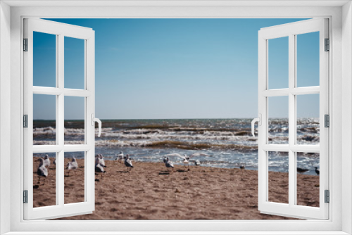 Fototapeta Naklejka Na Ścianę Okno 3D - seagulls walk and fly on the seashore