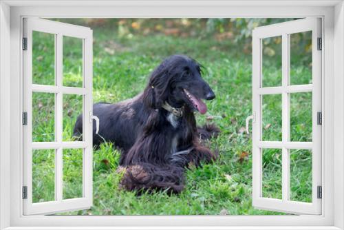 Fototapeta Naklejka Na Ścianę Okno 3D - Cute afghan hound is lying on a green meadow. Eastern greyhound or persian greyhound. Pet animals.