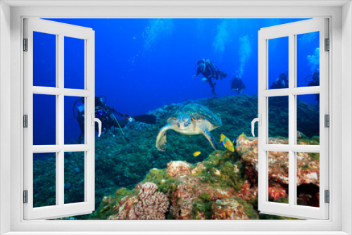 Fototapeta Naklejka Na Ścianę Okno 3D - アオウミガメ