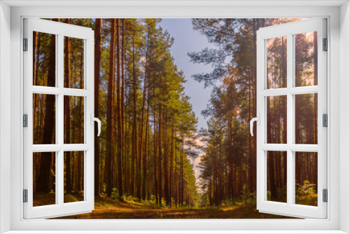 Fototapeta Naklejka Na Ścianę Okno 3D - On a sunny forest road.