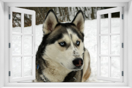 Fototapeta Naklejka Na Ścianę Okno 3D - Siberian Husky Dog
