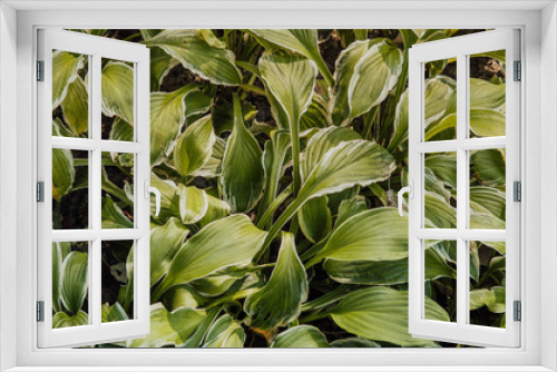 Fototapeta Naklejka Na Ścianę Okno 3D - Green leaves, green texture. Green lawn pattern and texture background