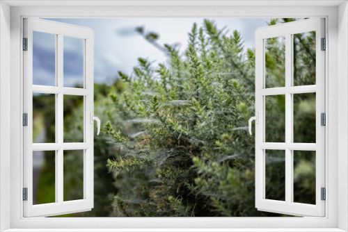 Fototapeta Naklejka Na Ścianę Okno 3D - Cobwebs on a Gorse hedgerow in summer