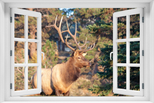 Fototapeta Naklejka Na Ścianę Okno 3D - Nice Bull Elk in Fall