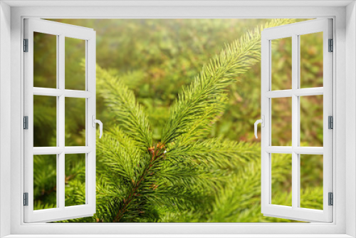 Fototapeta Naklejka Na Ścianę Okno 3D - The texture of fir branches. Small green needles. Fluffy texture closeup.