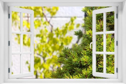 Fototapeta Naklejka Na Ścianę Okno 3D - Spruce picea in the garden