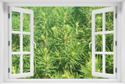 Fototapeta Naklejka Na Ścianę Okno 3D - Young green spruce sprouts close-up. Nature background