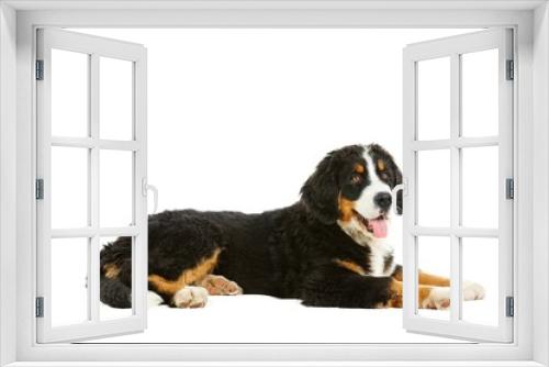 Fototapeta Naklejka Na Ścianę Okno 3D - Puppy bernese mountain dog