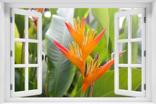 Fototapeta Naklejka Na Ścianę Okno 3D - Bird of Paradise in bloom.
