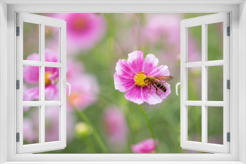 Fototapeta Naklejka Na Ścianę Okno 3D - 秋の花畑でコスモスの蜜を吸う蜂